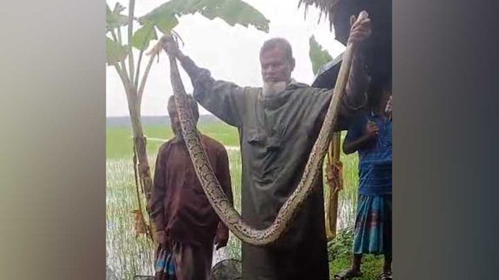 ধানখেতে জালে আটকা পড়ল ১০ ফুট অজগর