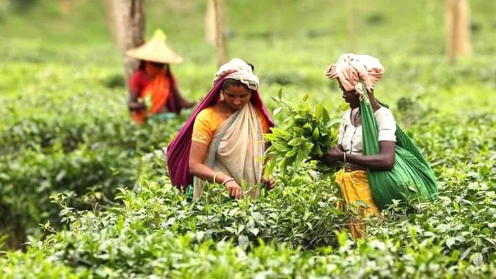 চা-শ্রমিকদের মজুরি পুনর্নির্ধারণ হবে আগস্টে: সংসদে শ্রমমন্ত্রী