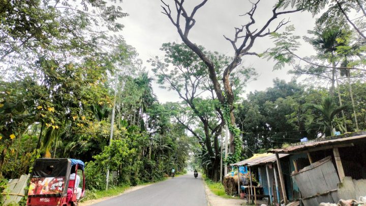 গঙ্গাচড়া-রংপুর সড়কের গাছ যেন মৃত্যুফাঁদ