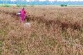 অতিবৃষ্টিতে নষ্ট খেত, দাম বেড়েছে কাঁচা মরিচের