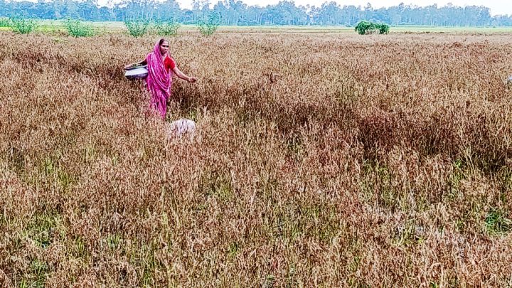 অতিবৃষ্টিতে নষ্ট খেত, দাম বেড়েছে কাঁচা মরিচের