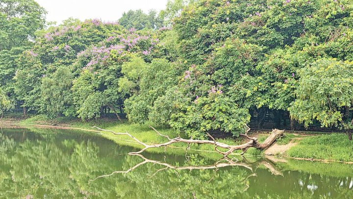 দেশের উদ্ভিদ সম্পদ সুরক্ষায় সাত সুপারিশ