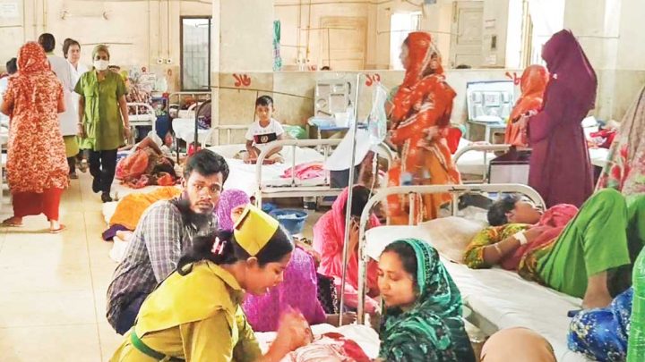 পিরোজপুরে গাছের গোড়ায় গোড়ায় এডিস, বাড়ছে ডেঙ্গু