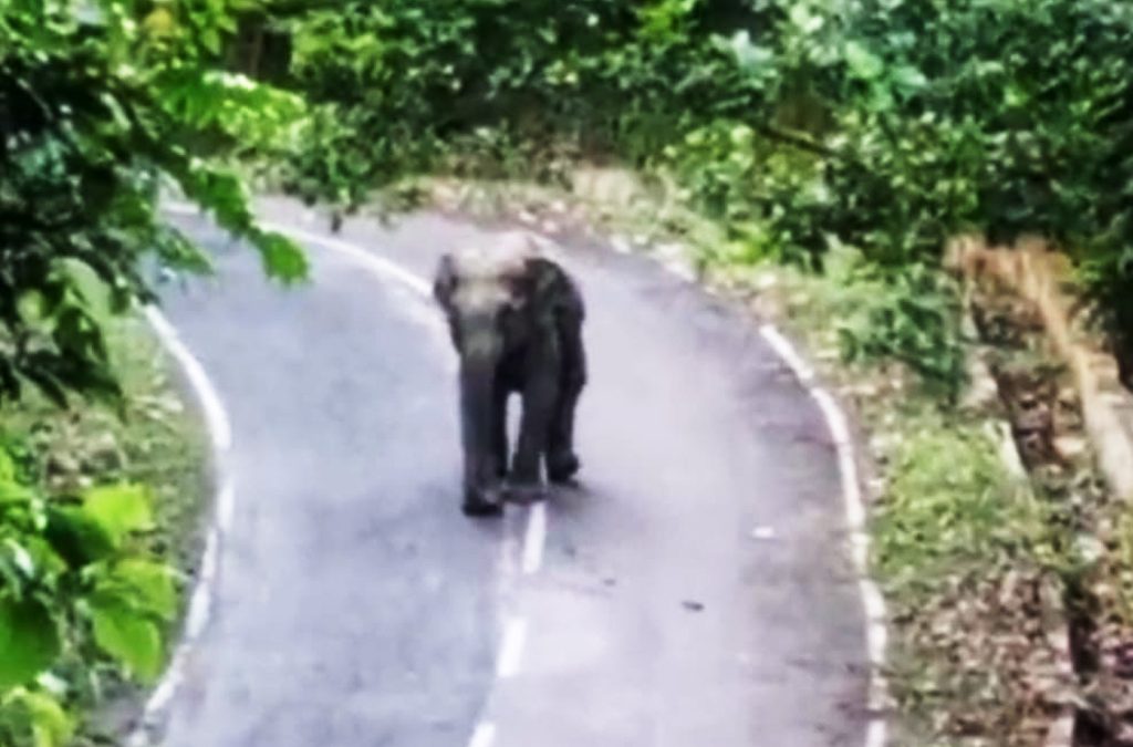 Rangamati-eliphant