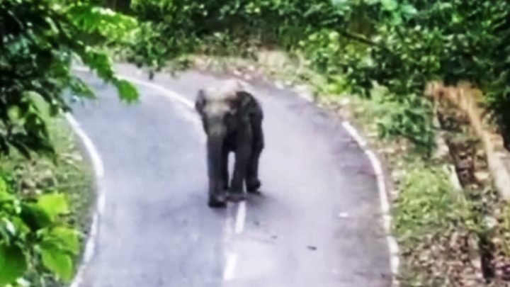 কাপ্তাই-রাঙামাটি সড়কে সাড়ে তিন ঘণ্টা বন্য হাতির অবস্থান