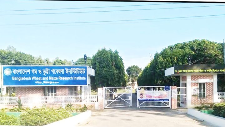 দিনাজপুর: গম-ভুট্টা গবেষণায় অনন্য বিডব্লিউএমআরআই