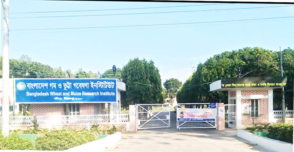 Wheat-and-Maize-Research-Institute
