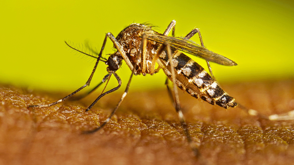 dengue-mosquito