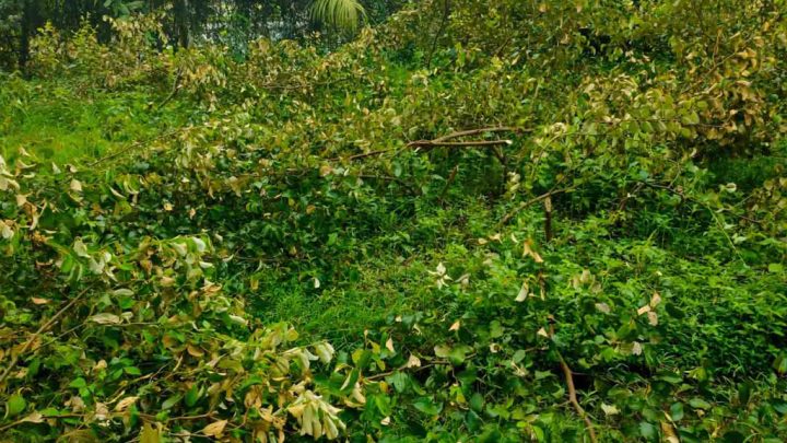 দুই শতাধিক কুলগাছে ‘শত্রুতার কোপ’
