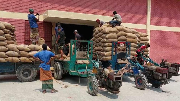 কুড়িগ্রাম ও নাগেশ্বরী: ধান সংগ্রহ তালিকায় অকৃষ‌কই বেশি