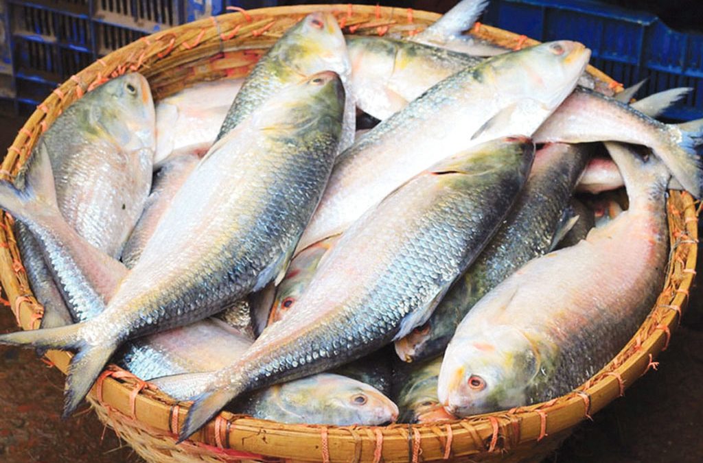 পদ্মার ইলিশ ভারতে, গুজরাটের ইলিশ বাংলাদেশে—দ্বিমুখী পাচার রুখতে সীমান্তে বাড়তি নজরদারি