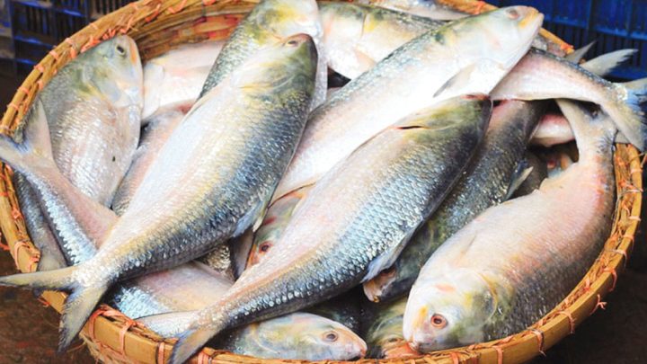পদ্মার ইলিশ ভারতে, গুজরাটের ইলিশ বাংলাদেশে—দ্বিমুখী পাচার রুখতে সীমান্তে বাড়তি নজরদারি
