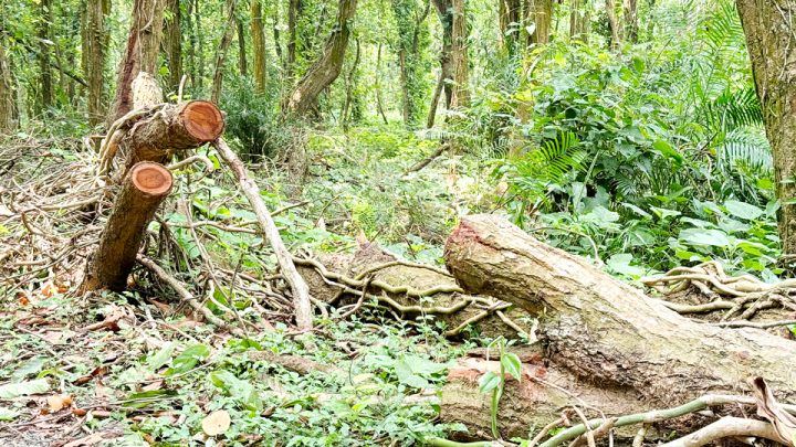 আলতাদীঘি উদ্যান: নষ্ট হচ্ছে উপড়ে পড়া শালগাছ, চুরিও যাচ্ছে